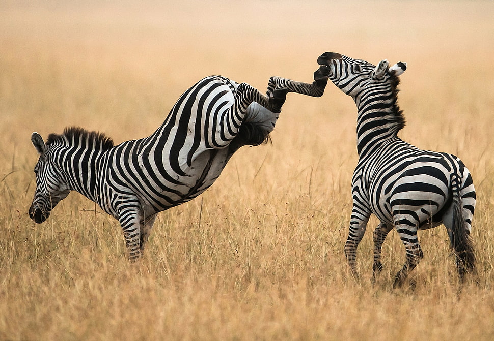 two zebras on brown grass field HD wallpaper